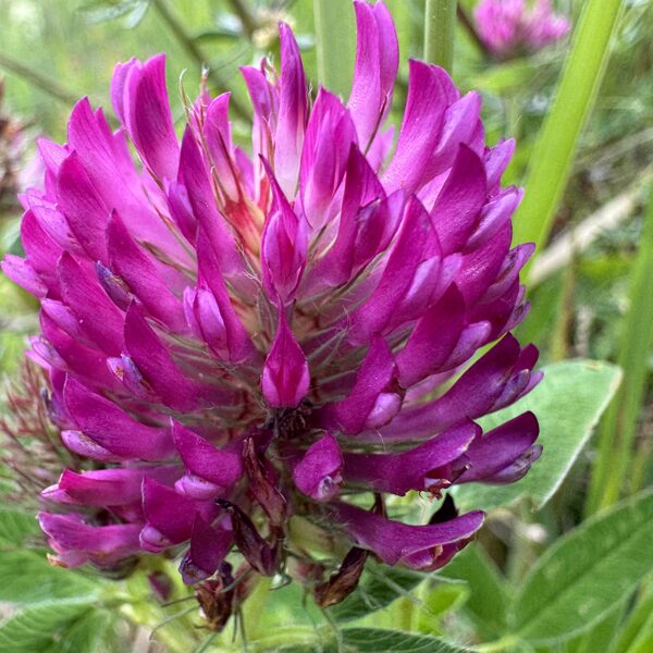 Trifolium medium zigzag clover