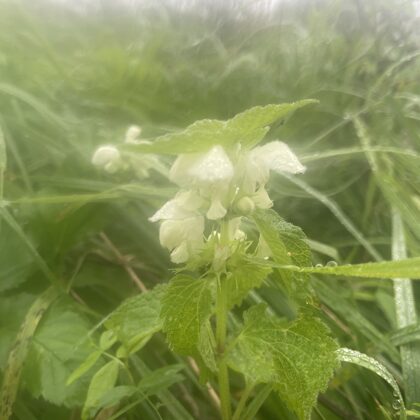 Lamium album white Dead-nettle