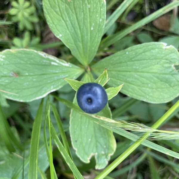 Paris_quadrifolia_herb_paris