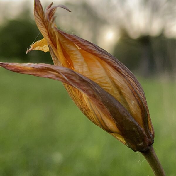 Tulipa_sylvestris__the_wild_tulip_or_woodland_tulip