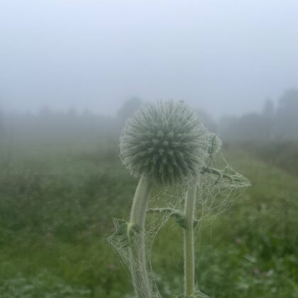 glandular Globe-thistle Echinops sphaerocephalus 