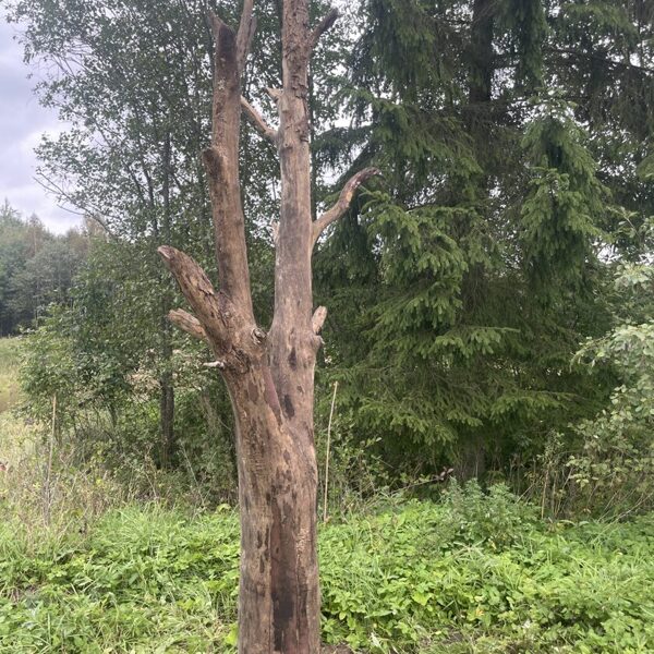 placed ded tree 