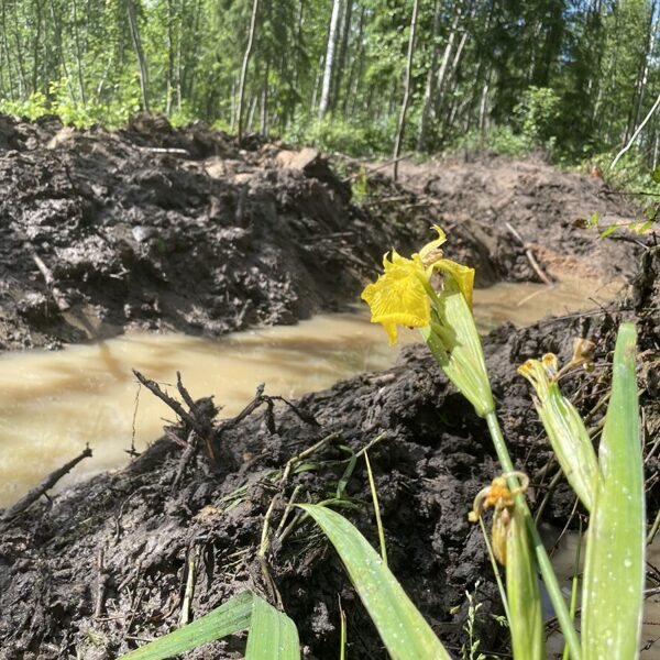 yellow Iris (Iris pseudacorus)