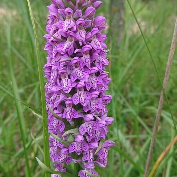 Baltic Marsh-orchid (Dactylorhiza baltica)