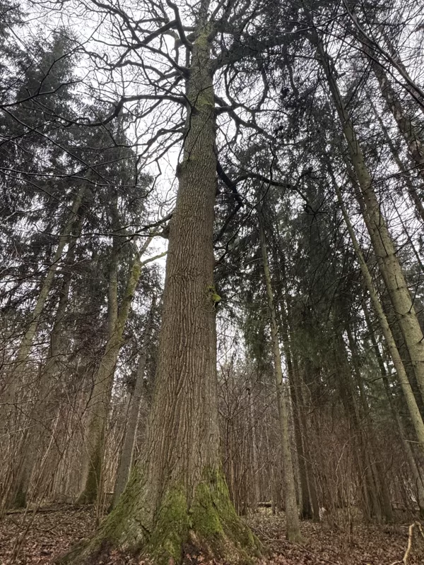 Parastais ozols (Quercus robur)