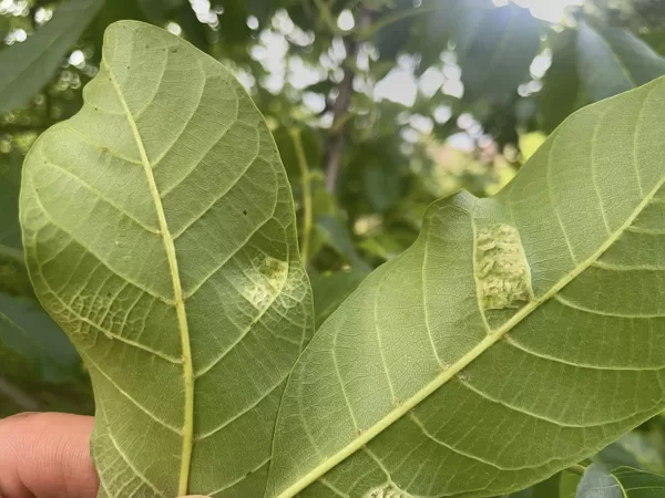 Aceria erinea