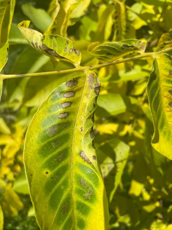 Unkown bacteria fungus lack of nutrition or just autumn