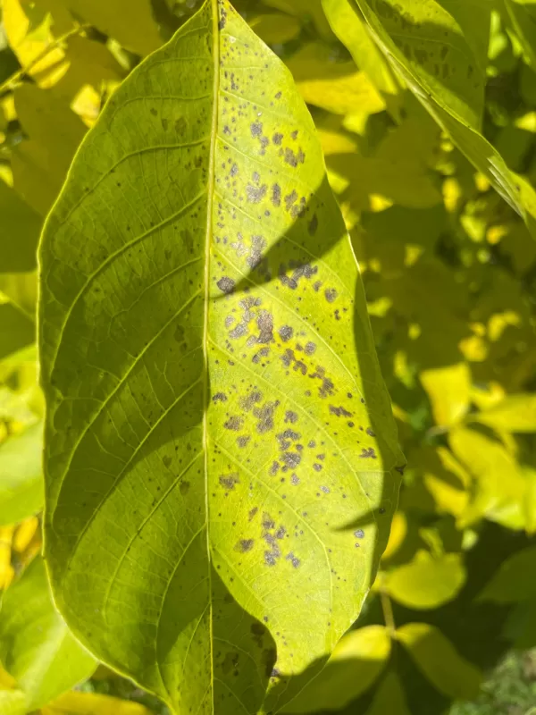Unkown bacteria fungus lack of nutrition or just autumn
