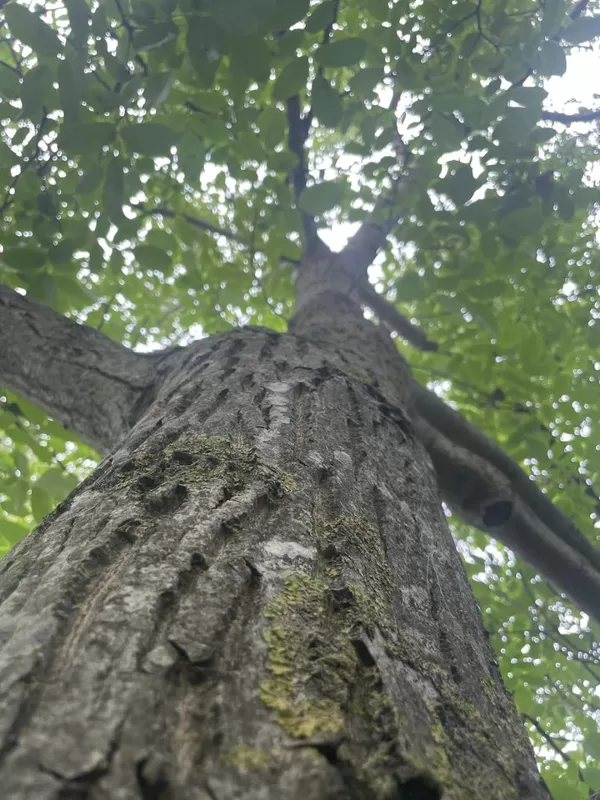 Dark trunks heat up the tree early in season