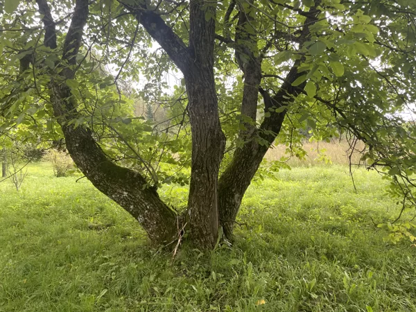 multi stemmed tree