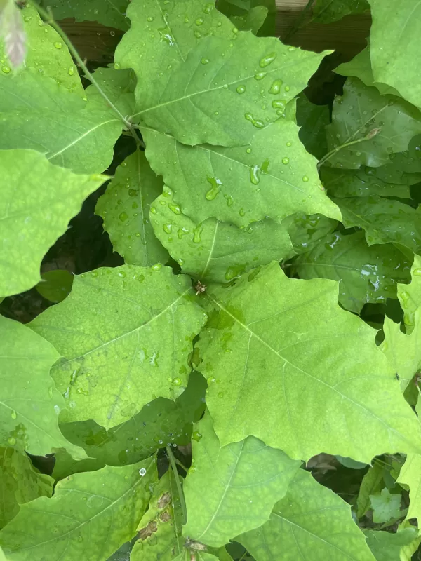 Quercus rubra