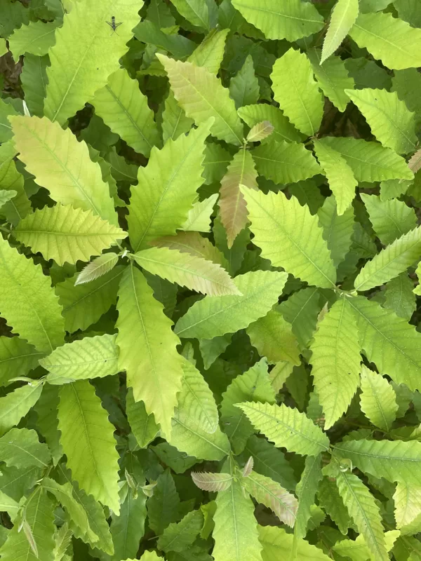 Castanea spp