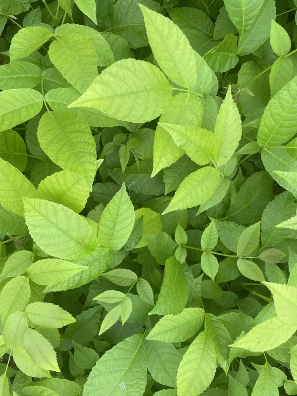 Juglans regia