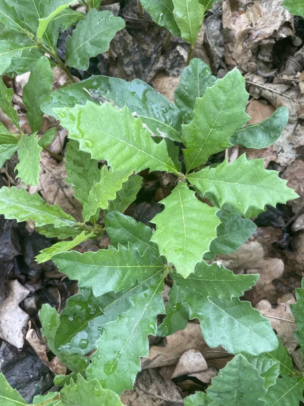 Quercus cerris