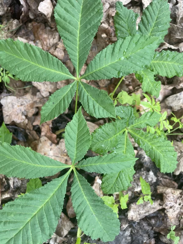 Aesculus hippocastanum