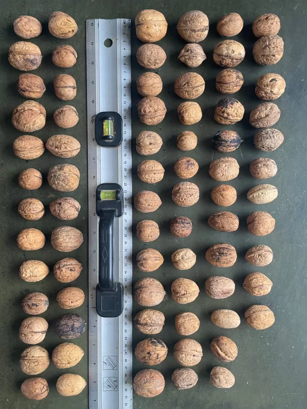 Juglans regia