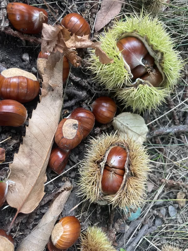 Castanea sativa