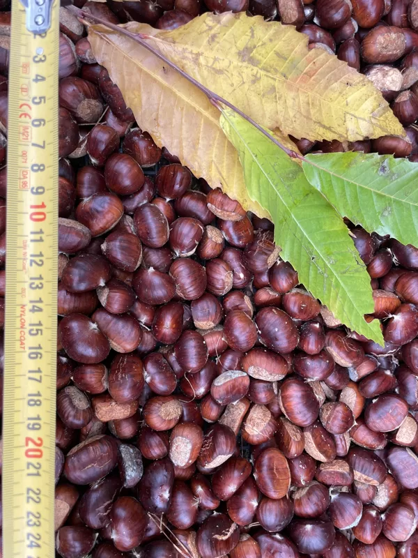 Catanea sativa