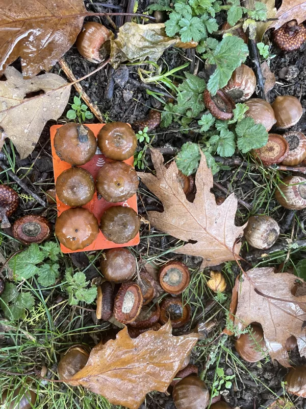 Quercus rubra