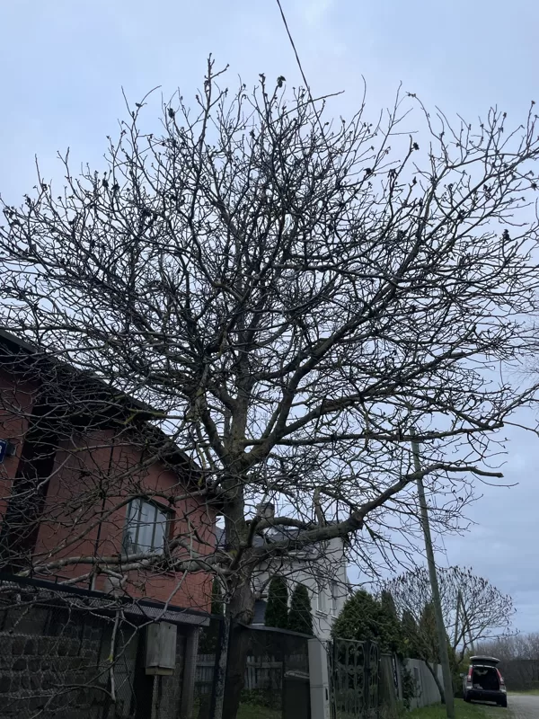 Common walnut (Juglans regia)