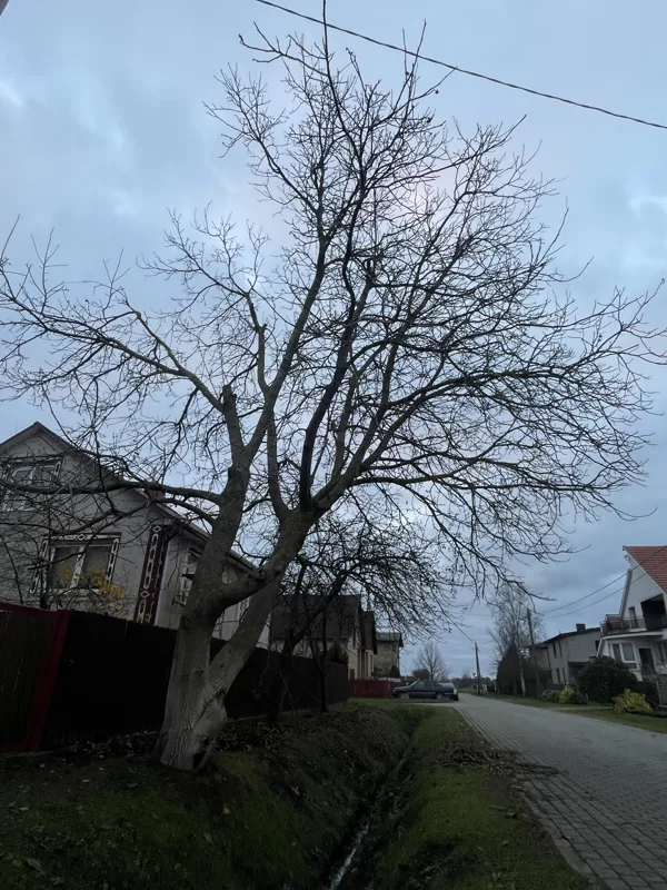 Common walnut (Juglans regia)