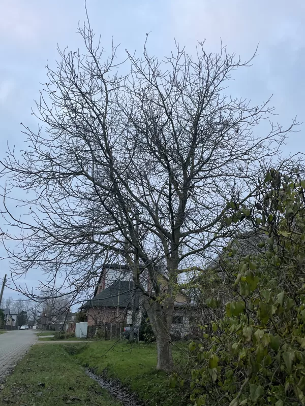 Common walnut (Juglans regia)