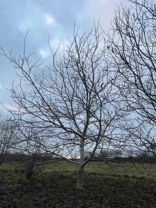 Common walnut (Juglans regia)
