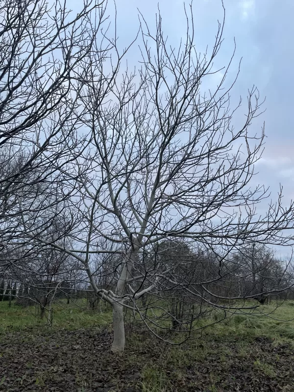 Common walnut (Juglans regia)
