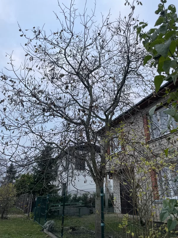 Common walnut (Juglans regia)