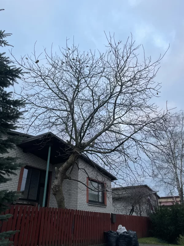 Common walnut (Juglans regia)