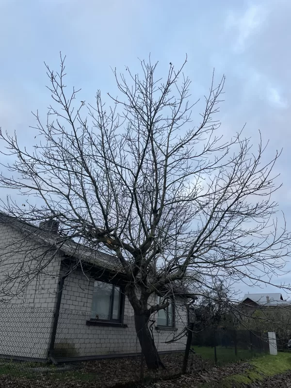 Common walnut (Juglans regia)