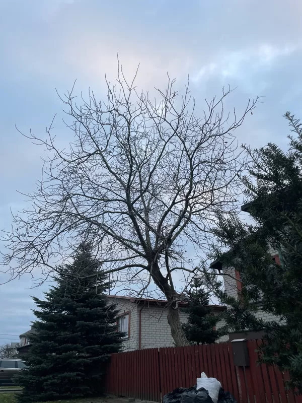 Common walnut (Juglans regia)