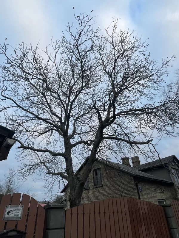 Common walnut (Juglans regia)