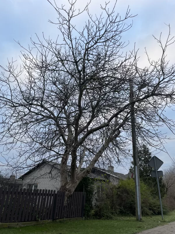 Common walnut (Juglans regia)