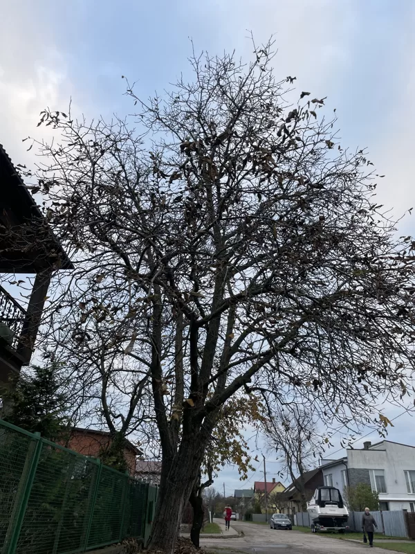 Common walnut (Juglans regia)