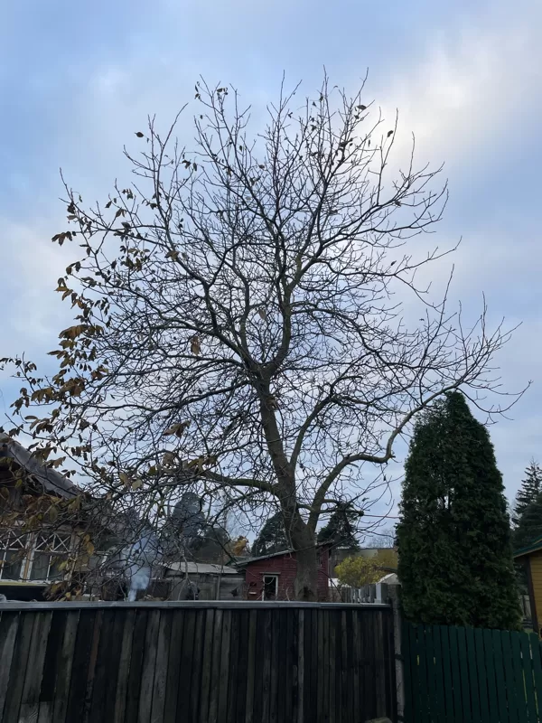 Common walnut (Juglans regia)