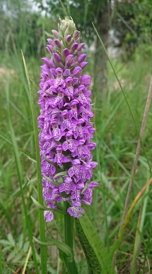 Baltijas dzegužpirkstīte (Dactylorhiza baltica)