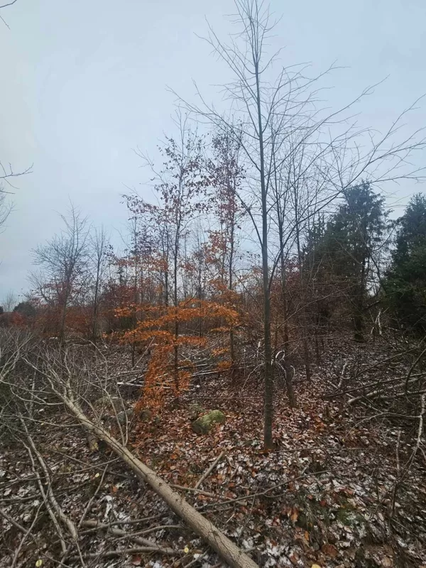 biodiversity in forest