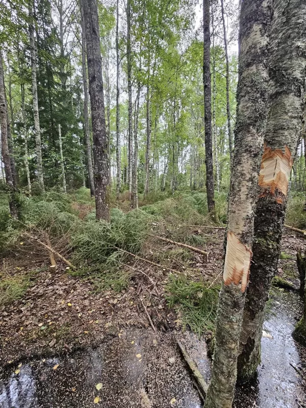 creating dedwood