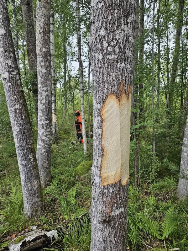 creating dedwood